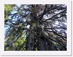 Beard moss in spruce * 3264 x 2448 * (7.89MB)